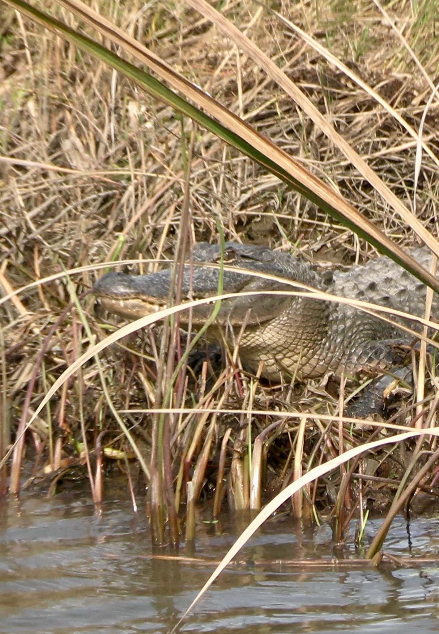 Lake Pontchartrain Estuaries